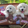 Puzzle Traveling Pups XXL