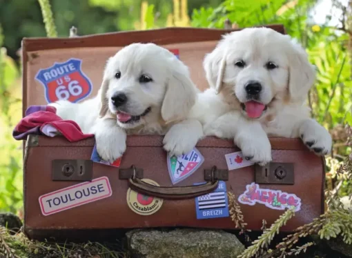 Puzzle Traveling Pups XXL
