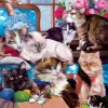 Puzzle Trouble Makers