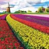 Puzzle Tulip Fields