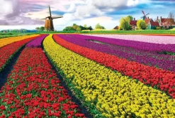 Puzzle Tulip Fields