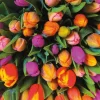 Puzzle Tulips 1000