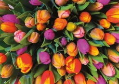 Puzzle Tulips 1000