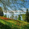Puzzle Tulips Field - Mainau Island