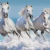 Puzzle Vaurioitunut laatikko Horse Paradise