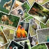 Puzzle Walk to the Zoo