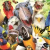Puzzle Watch The Birdie