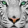 Puzzle White Siberian Tiger