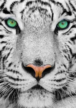 Puzzle White Siberian Tiger