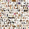 Puzzle World of dogs