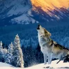 Puzzle Yellowstone Wolf 500