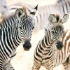 Puzzle Young Zebras