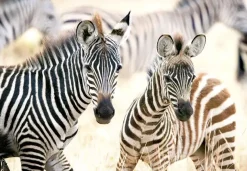 Puzzle Young Zebras